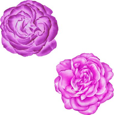 Güzel bahar çiçekleri