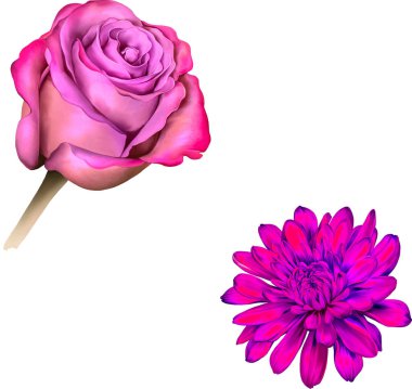 güzel Kasımpatı çiçeği