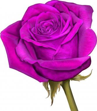 Gül çiçeği tomurcuk 