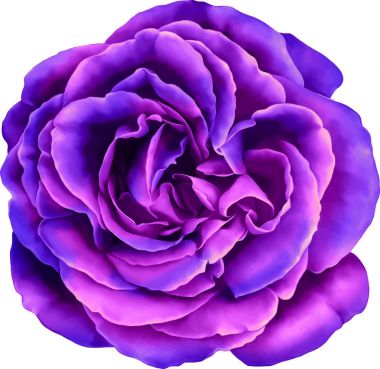 mavi ve Mor gül çiçek