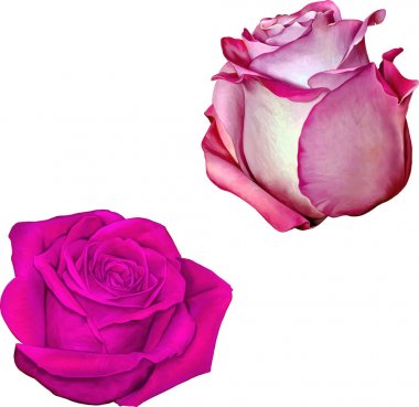 Gül çiçeği tomurcuk 