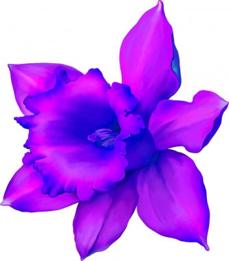 izole nergis çiçek