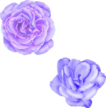 Hafif mor kamelya ve gül çiçek 