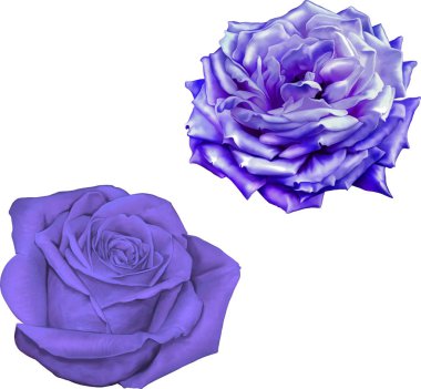 Hafif mor kamelya ve gül çiçek