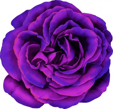 mavi ve Mor gül çiçek