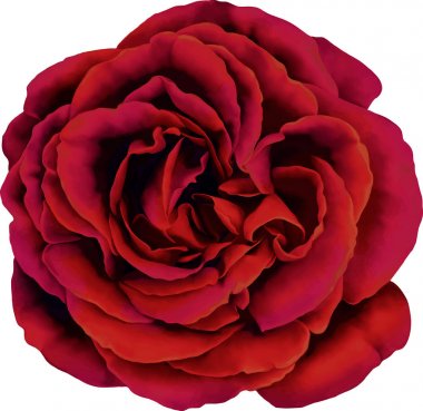 Güzel kırmızı gül çiçeği