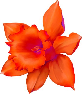 izole nergis çiçek