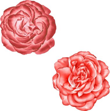 Gül çiçeği tomurcuk 