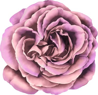 Gül çiçeği tomurcuk 