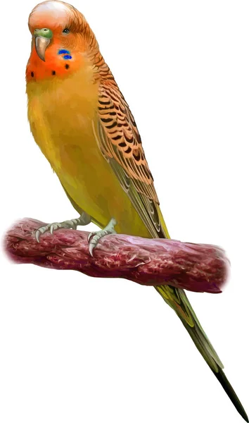 Красиві папуга ара — стокове фото