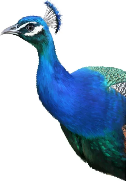 Big beautiful peacock — Stock Photo, Image