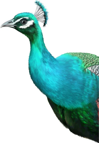 Big beautiful peacock — Stock Photo, Image
