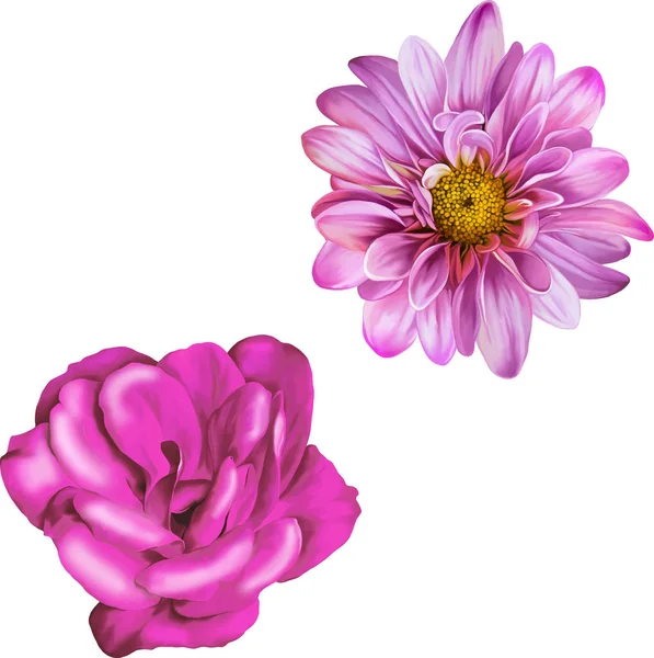 Pembe mor papatya çiçek