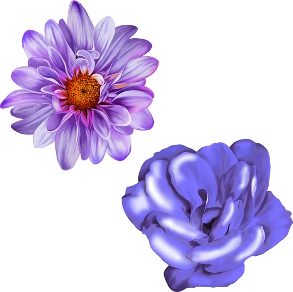 粉色紫色菊花 — 图库照片