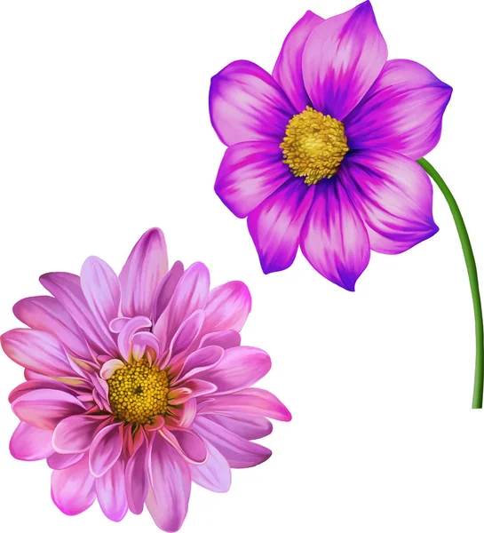 Pink Purple chrysanthemum flower — Stock Photo, Image