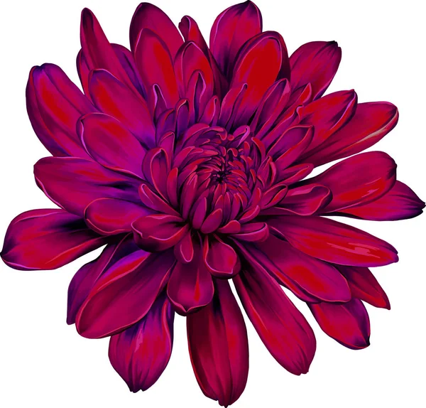 Mooie chrysant bloem — Stockfoto