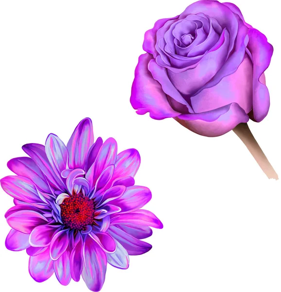 Fialový květ růže růžové — Stock fotografie