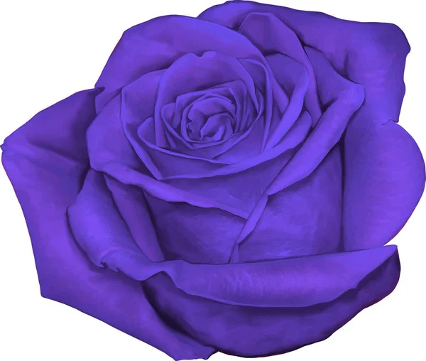 Piękny jasny purpurowy kwiat Róża — Zdjęcie stockowe