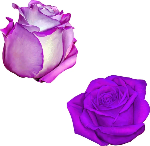 美丽的七彩紫色玫瑰花朵 — 图库照片
