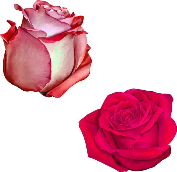 Bellissimi fiori di rose rosse colorate — Foto Stock