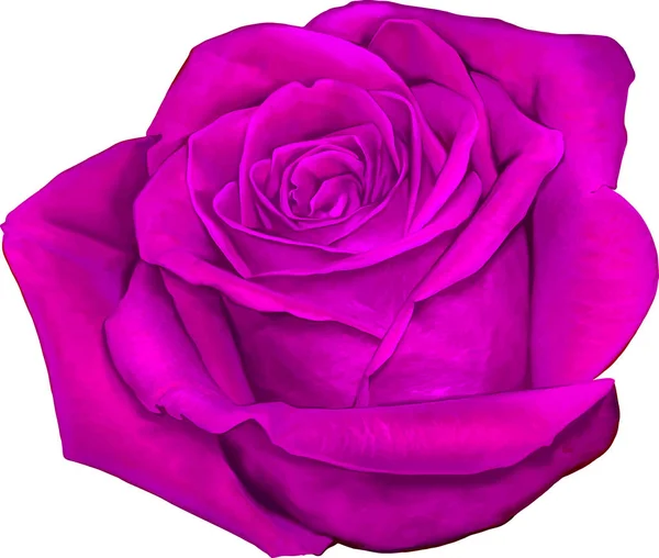 Светло-розовый цветок розы — стоковое фото