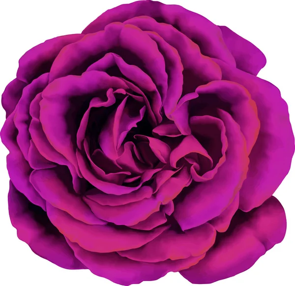Όμορφη ροζ κόκκινο τριαντάφυλλο — Φωτογραφία Αρχείου