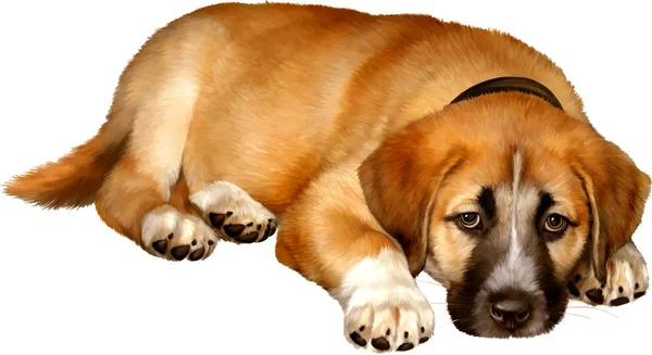 Niedlicher orangefarbener Schäferhund — Stockfoto