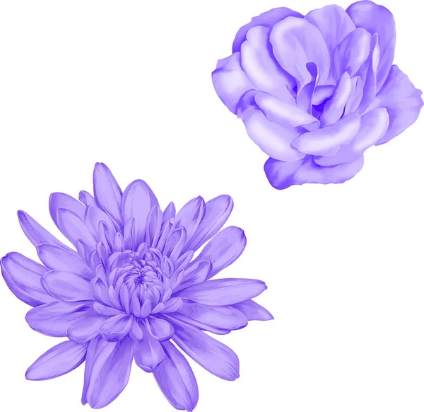 Hellviolette Kamelien und Chrysanthemenblüten — Stockfoto