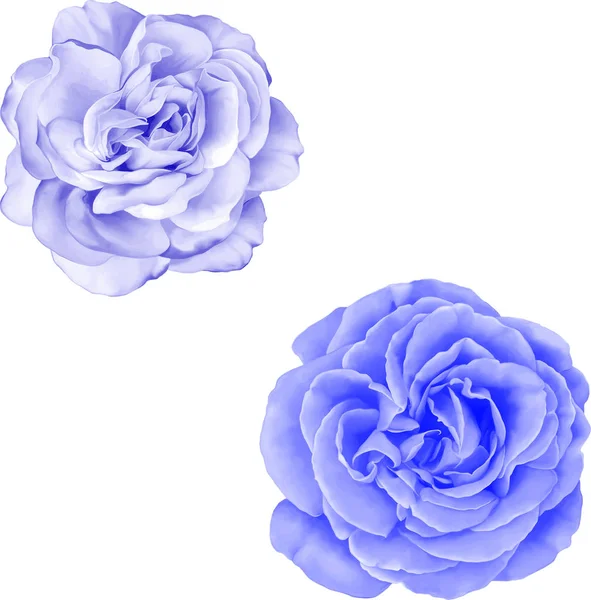 Güzel ışık Mor gül çiçek