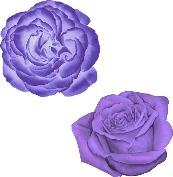 Krásné světle fialové květy růže — Stock fotografie