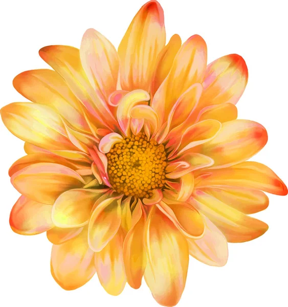Beautiful fresh flower — Stock Photo, Image