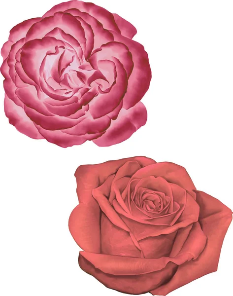 Capullo de flor rosa — Foto de Stock