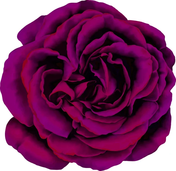 Gül çiçeği tomurcuk 