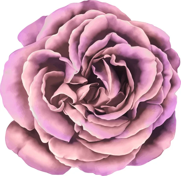 Gül çiçeği tomurcuk 