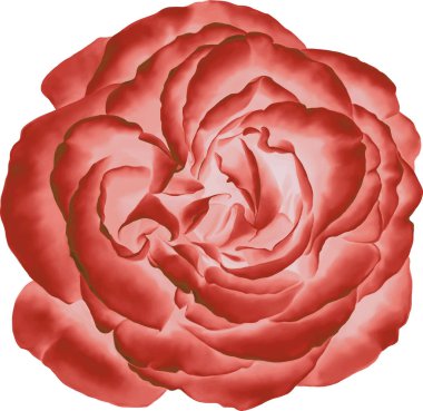 Gül çiçeği tomurcuk 