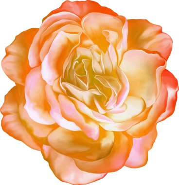 Gül çiçeği tomurcuk 