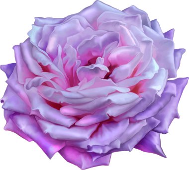 Gül çiçeği tomurcuk 