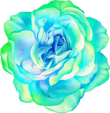 Gül çiçeği tomurcuk 