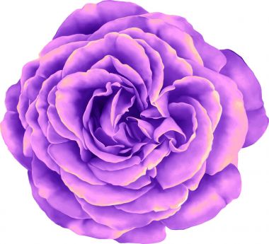 Gül çiçeği tomurcuk 