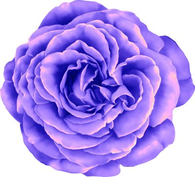 Gül çiçeği tomurcuk 