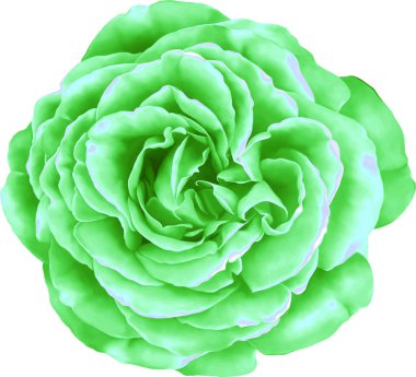 Güzel ışık yeşil gül çiçek 