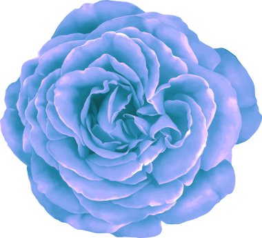 Gül çiçeği tomurcuk 