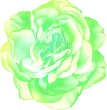 Gül çiçeği tomurcuk 