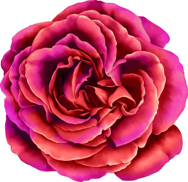 Bunga mawar merah muda yang indah — Stok Foto