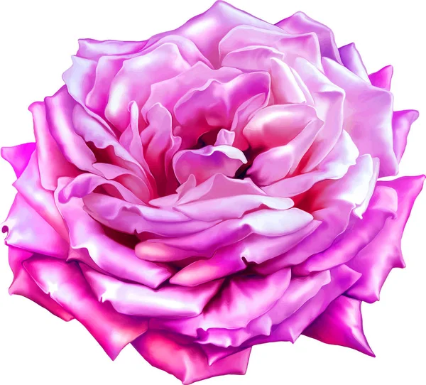 Gül çiçeği tomurcuk 