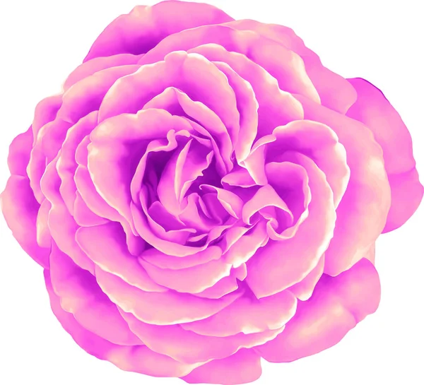 Брунька квітки троянди — стокове фото