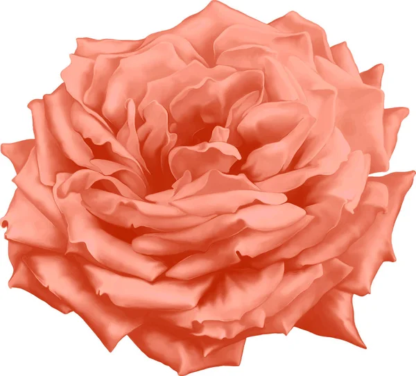 Capullo de flor rosa —  Fotos de Stock