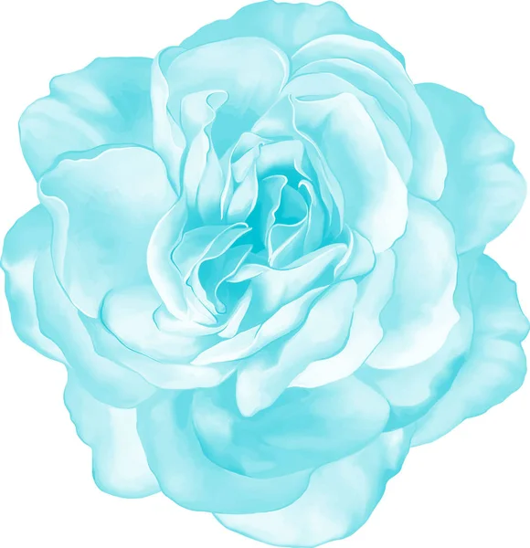 Gül çiçeği tomurcuk 