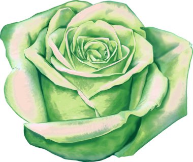 Gül çiçeği tomurcuk 