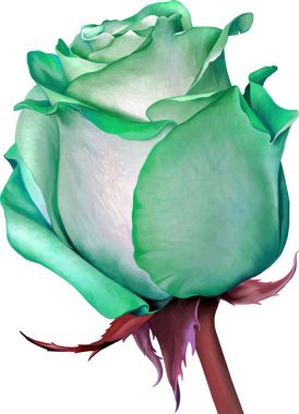 Yeşil güzel gül bud 